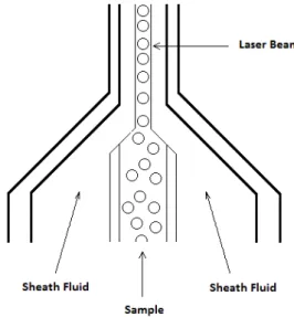 Figure  6.  Schéma  du  principe  de  focalisation  hydrodynamique  (source  :  bdbiosciences.com)  