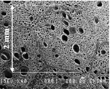 Fig. 1a. Micrograph of polypropylene foam showing the bead structure.