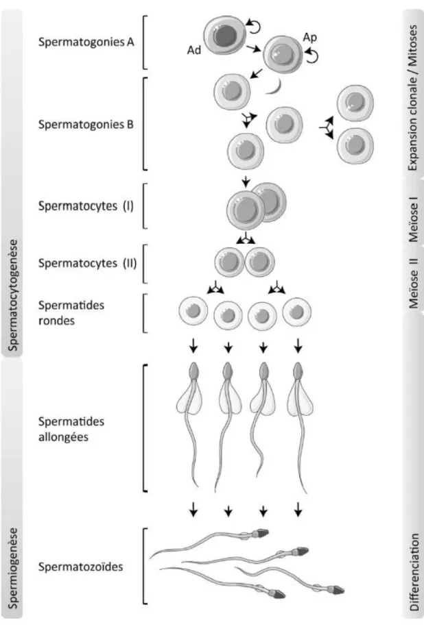 Figure 1 : Spermatogenèse humaine 