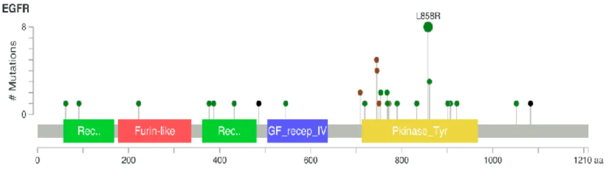 Figure  9 :  Répartition  des  différentes  mutations  EGFR  des  adénocarcinomes  bronchiques  –  cohorte du TCGA 