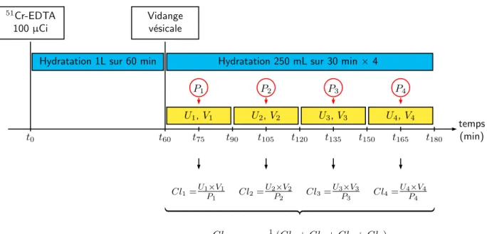 Figure 1.1: Protocole de mesure de la clairance du 51 Cr-EDTA dans l’étude Iren : chaque patient recevait une injection de 100 µ Ci de 51 Cr-EDTA à t 0 