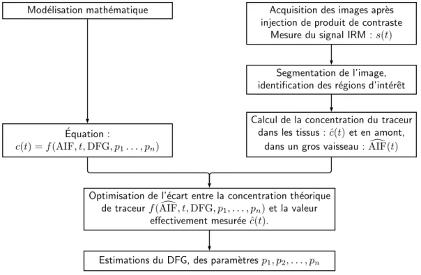Figure 2.1: Principe général de l’estimation du DFG exploitant l’IRM fonctionnelle rénale.