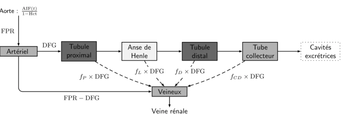 Figure 2.4: Modèle à sept compartiments proposé par Lee et al. [28]. Chaque segment du néphron est représenté par un compartiment, les flux convectifs sont représentés par des flèches en traits pleins, la réabsorption de fluide libre de gadolinium en tiret