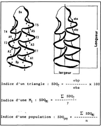 Fig. 1: a - Nomenclature de la Mt âPArvicota avec la position des  différents points de mesure de l'épaisseur de FémaiL b -  Mensurat ions  de la M,: longueur, largeur et indice d'épaisseur d'émaiL Ba: 