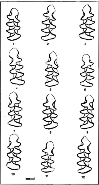 Fig. 6: Morphologie des M. é* Arvicola de la Baume Moula-Guercy  (échelk = 1 mm), là 9: couche F du sondage centre, l(h couche XlVd,  11: couche HVc, 12: Couche XlVb