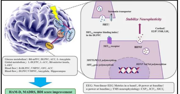 FIGURE 12 : PRINCIPAUX MARQUEURS DE REPONSE A LA RTMS SUR LE DLPFC. 