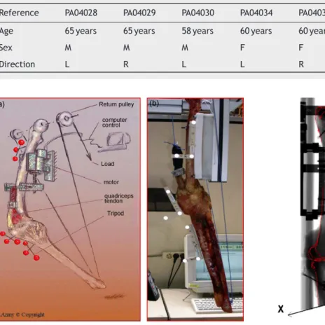 Table 1 Characteristics of the anatomic specimens tested.