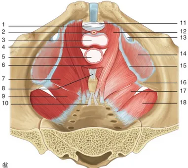 Figure 2 :   Muscles du plancher pelvien,  d'après Fatton B, Cayrac M, Letouzey V, Masia F,