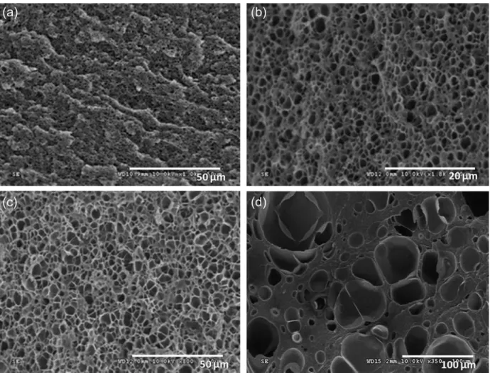 Figure 4 (a) SEM micrograph of the reinforced PMMA foams produced at 1 min of depressurization time