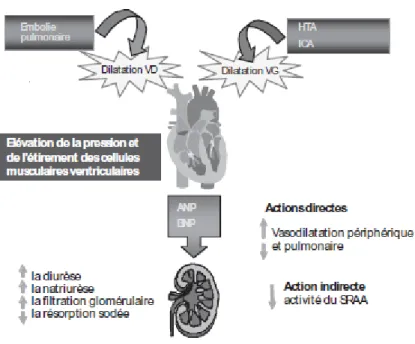 Figure 6 : Rôle physiologique du BNP. SRAA : système rénine-angiotensione-aldostérone [7] 