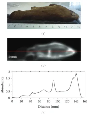 Figure 7: (a) Photograph of the mummified hand (inventory number 96.6.1), (b) transmission CW image obtained at 110 GHz.