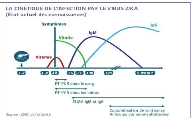 Figure 4 : Cinétique biologique d’une infection à chikungunuya virus (29) 