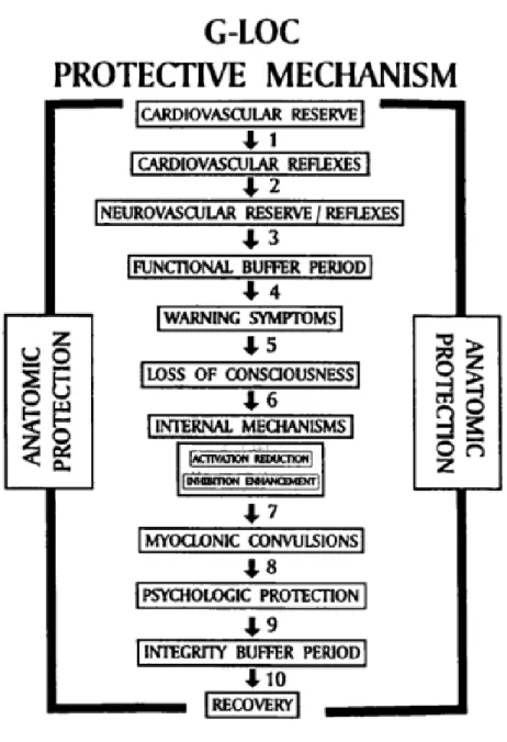 Figure 3 : Diagramme de flux schématique montrant le mécanisme psychophysiologique hypothétique de protection qui sous- sous-tend la perte de conscience liée à l’accélération (G-LOC)