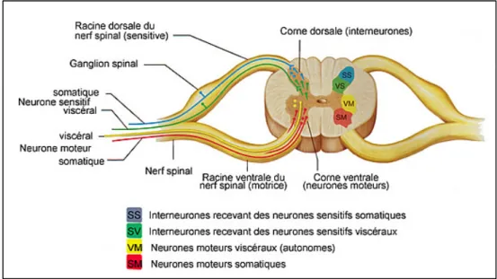 Figure 1.12 Siège des différents tracts au sein de la substance grise. Tiré de  (www.corpshumain.ca, consulté le 23 février 2019) 