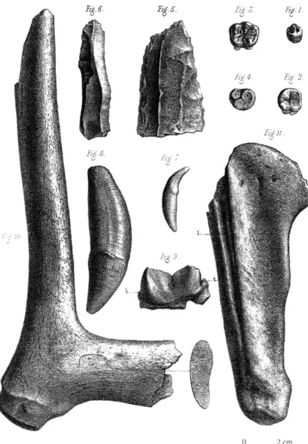 Fig. 12 - Matériel récolté par D.  Œhlert dans la grotte  de Louverné :  1-4,  molaires humaines ; 5, racloir  double et perçoir (?) ; 6,  grattoir sur bout de lame  aurignacienne ; 7,  canine de renard ; 8,  9,  canine et  carnassière de hyène des caverne