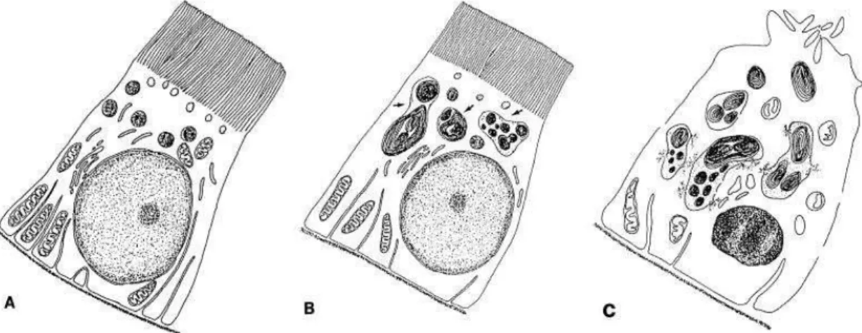 Figure 4. Principales modifications induites par les aminosides dans cellules du tube contourné proximal  du rein