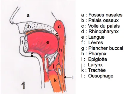 Figure 1 : Anatomie du carrefour aéro-digestif