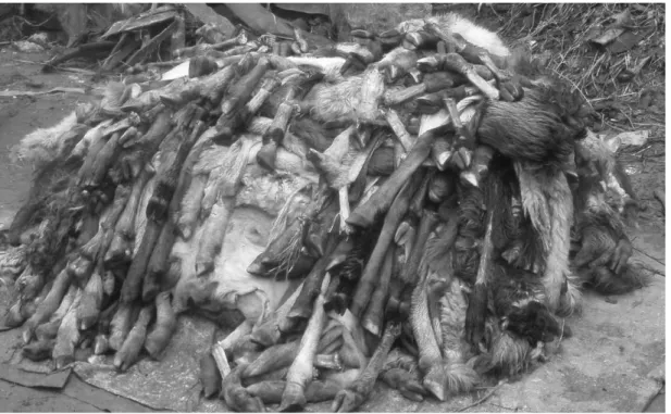 Fig. 12. – Peaux de caprinés prêtes à être récupérées par un tanneur à Addis Abeba, Éthiopie (Photo