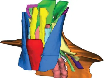 Figure 1. Definition of cervical muscle groups.