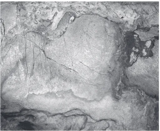 Fig. 13 – Panneau des Polychromes : forme naturelle évoquant un bison. 