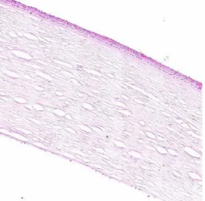 Figure 2 : Histologie de la cornée (hématoxyline-éosine), source rapport SFO 2015 Surface oculaire 7