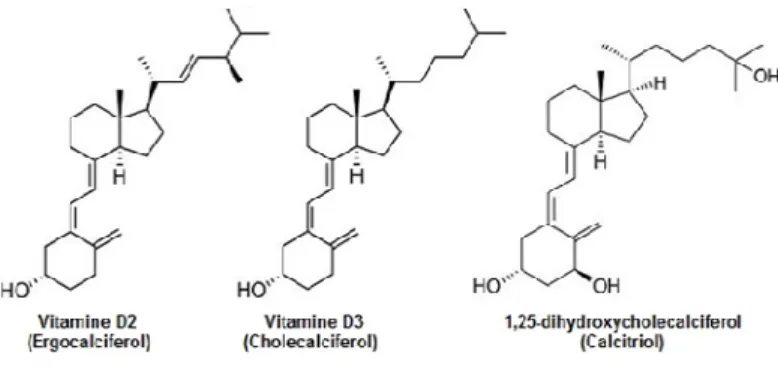 Figure 7 : Structure de la vitamine D 