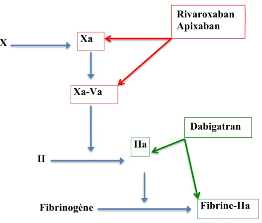 Figure  1 :  Mécanisme d’action du dabigatran etexilate, rivaroxaban et apixaban sur la coagulation  (schéma simplifié).