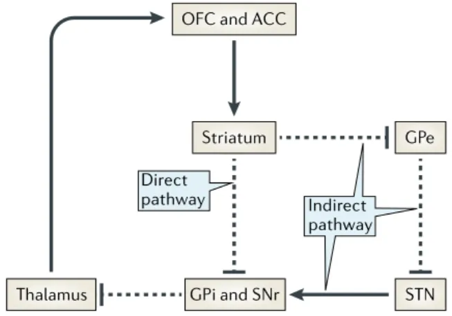 Figure  1.6.  Circuits  cortico-striato-thalamiques  directs  et  indirects  dans  le  TOC