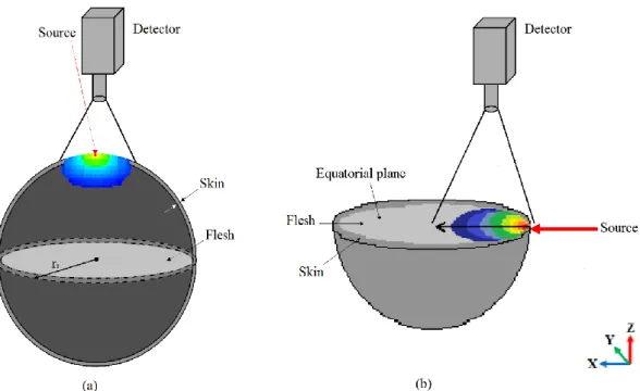 Figure 1. Apple models and imaging-tissue setups used for the Monte Carlo simulations