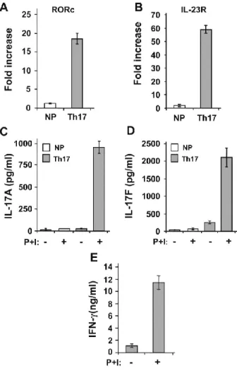 Figure 1 : Th17 differentiation of human naïve CD4 +  T cells. 