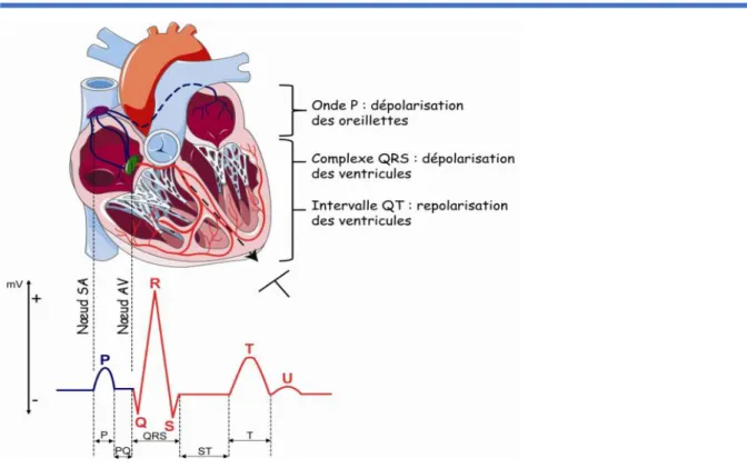 Figure 1. Électrocardiogramme et activité électrique cardiaque. La partie bleue du tracé repré- repré-sente l’activité électrique des oreillettes tandis que la partie rouge reprérepré-sente l’activité électrique des  ventricules