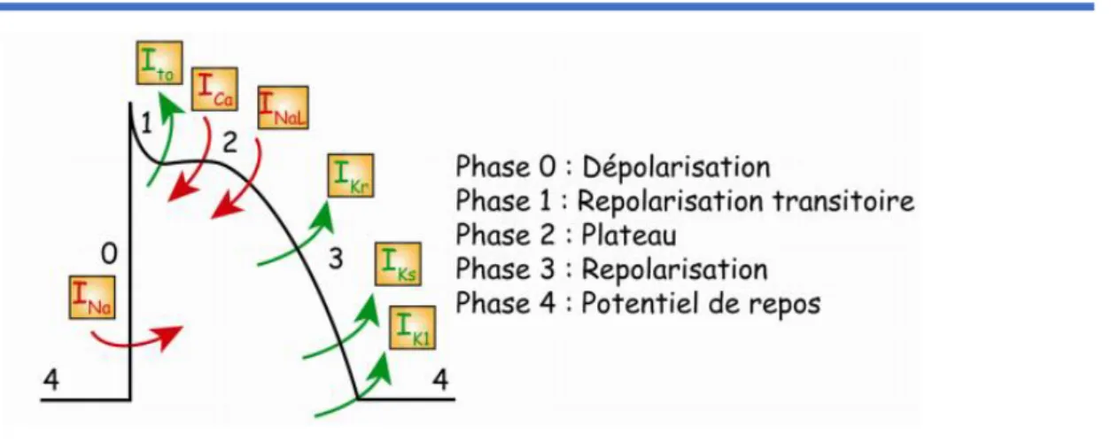 Figure 2. Les différentes phases du potentiel d’action cardiaque. Les courants repré- repré-sentés en rouge correspondent aux courants entrants (dépolarisants)