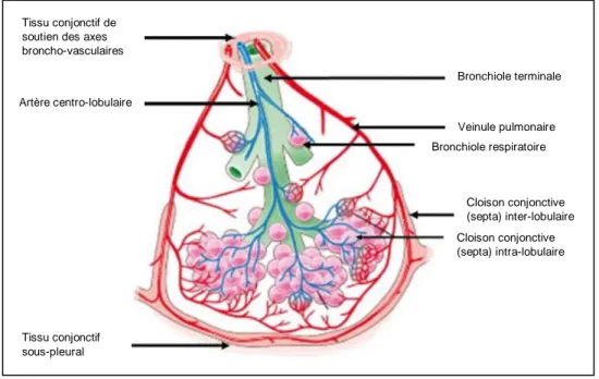 Figure  1 :  Schéma  d’un  lobule  pulmonaire  secondaire,  tiré  du  Collège  des  enseignants  de  pneumologie (2) 
