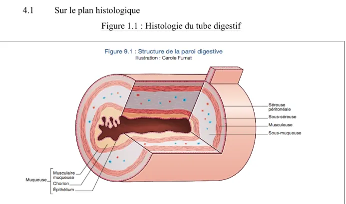 Figure 1.1 : Histologie du tube digestif 