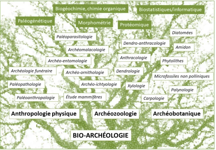 Fig. 2 - Diversité des disciplines contribuant à  la bioarchéologie.