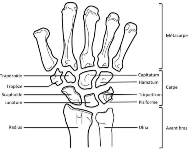 Figure 1: Anatomie du poignet 