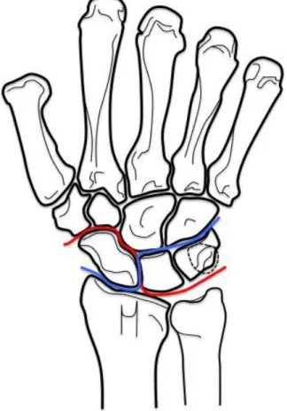 Figure 4 : Lignes principales de flexion (en rouge) et extension (en bleu) du poignet