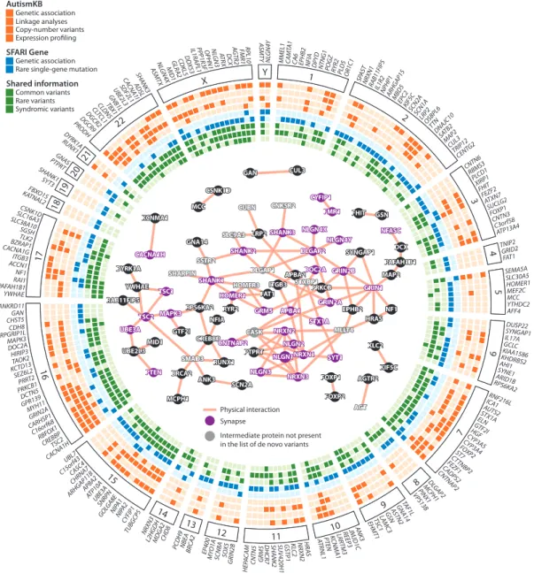 Figure 1.5: Mutations de novo dans les TSA représentées par chromosome (périphé- (périphé-rie), réseau d’interactions protéiques à rôle synaptique (centre).