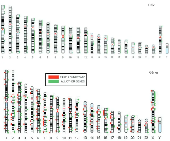 Figure 1.8: CNV et gènes impliqués dans les TSA référencés dans AutDB : 2087 loci et 667 gènes