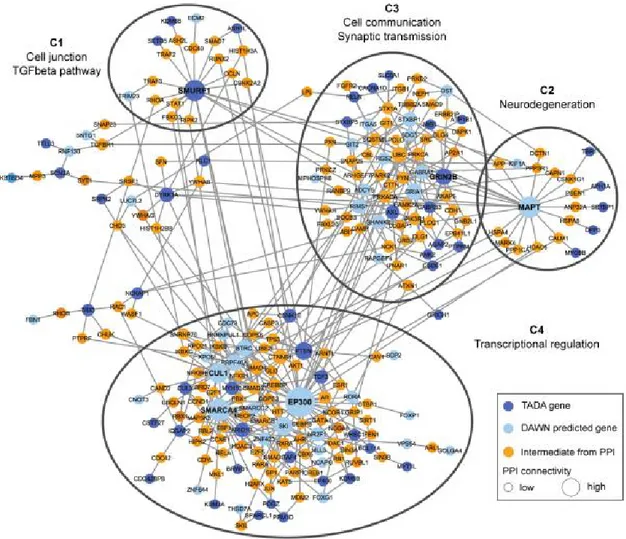 Figure 1.10: TSA et gènes de réseaux neuronaux : Réseau d’interactions protéine- protéine-protéine