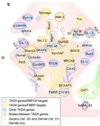 Figure 1.11: b. Protéines synaptiques codées par des gènes impliqués dans les TSA Source : Buxbaum, Nature, 2014 [78]
