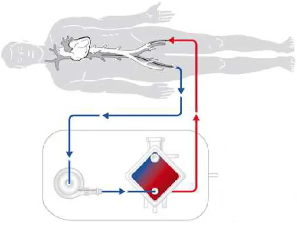 Figure 1 : Schéma du circuit d'ECMO 