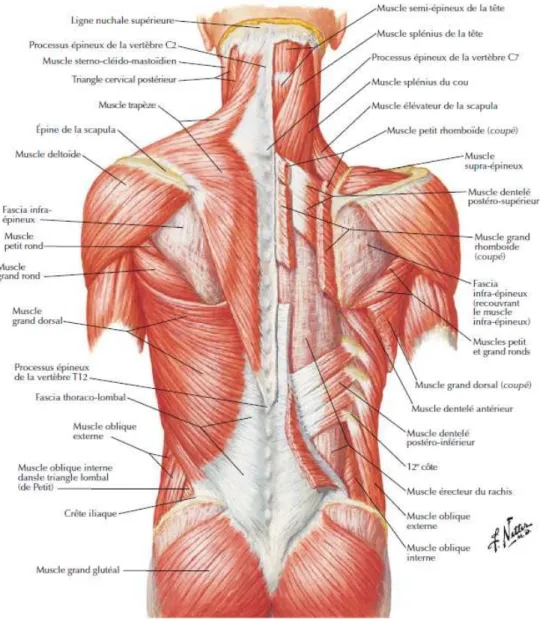 Figure  1:  Plans  superficiel  et  intermédiaire  des  muscles  du  dos  (Source :  Atlas  d’anatomie  humaine, F