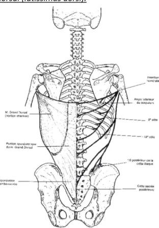 Figure 5 : Vue postérieure du muscle grand dorsal (Source : Schémas de travaux pratiques  anatomie, R