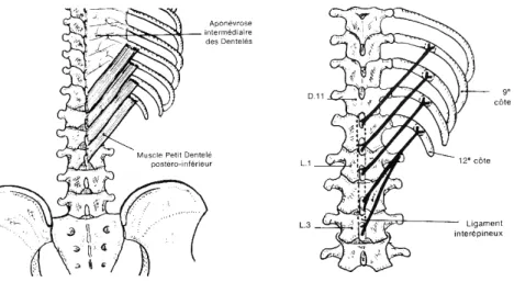 Figure 8 : Coupe transversale à l’étage lombo-sacré  (Source : Schémas de travaux pratiques anatomie,  R