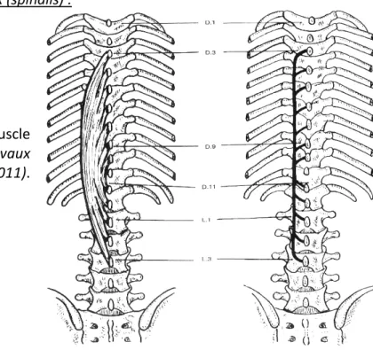 Figure  11 : Vue postérieure  du  muscle  épineux  (Source :  Schémas  de  travaux  pratiques anatomie, R