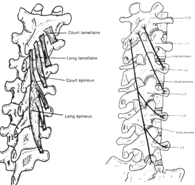 Figure 12 et 13 : Vue postérieure générale puis à l’étage lombaire des muscles transversaires  (Source : Schémas de travaux pratiques anatomie, R