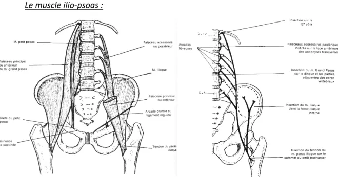 Figure 17 et 18 : Vues antérieures du muscle ilio-psoas (Source : Schémas de travaux pratiques  anatomie, R