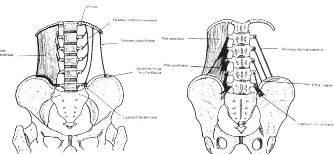 Figure 19 et 20 : Vues antérieure et postérieure du muscle carré des lombes (Source : Schémas  de travaux pratiques anatomie, R