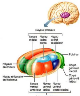 Figure 10 : Noyaux du Thalamus   Source : www.corpshumain.ca 